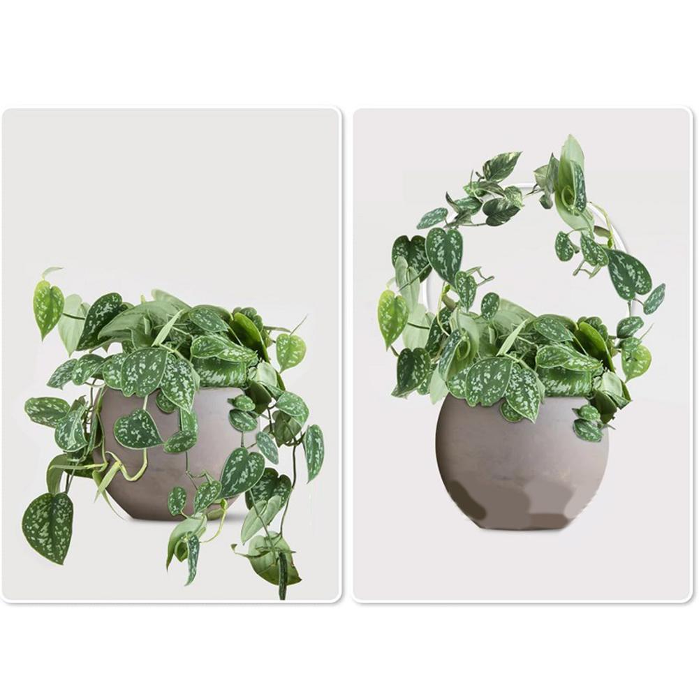 Robust Support For Plants Robust Climbing Frame Acrylic Plant Climbing Frame Artistic Touch For Plant Arrangements