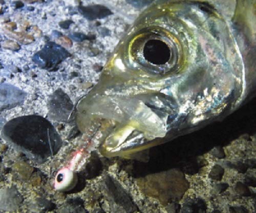 DAIWA Jig Head Aging Mebaring Moonlit Beauty SW Light Jig