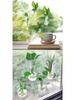 Wall-Mounted Hydroponic Glass Vase for Indoor Pothos and Money Plants, Transparent Decorative Planter for Home Windows