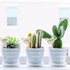 30Pcs /50Pcs Wood Plant Labels Garden Tags with A Marker Pen for Flowers Succulents Decorative Flowers Plant Sign Garden Markers