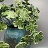 10/20/40pcs Handcrafted Ceramic Four-Leaf Clover Good Luck Hope Faith Love Ceramic Flower Never Fade Eternal for Home Decoration
