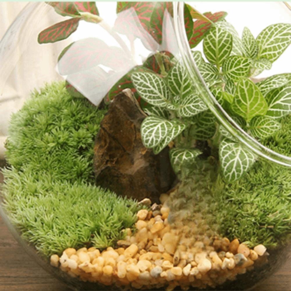 Oblique Clear Glass Ball Vase Clear Succulents Plant Container Borosilicate Glass Vase  Hydroponics