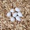 10pcs Realistic Dummy Eggs Multi-size Parrot Eggs Model Simulation Bird Eggs  For Budgie Cockatiel