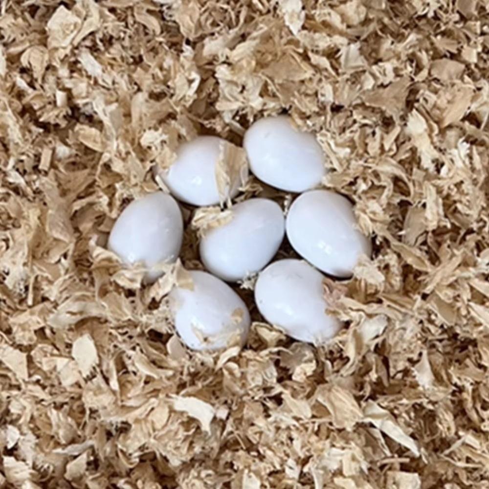 10pcs Realistic Dummy Eggs Multi-size Parrot Eggs Model Simulation Bird Eggs  For Budgie Cockatiel