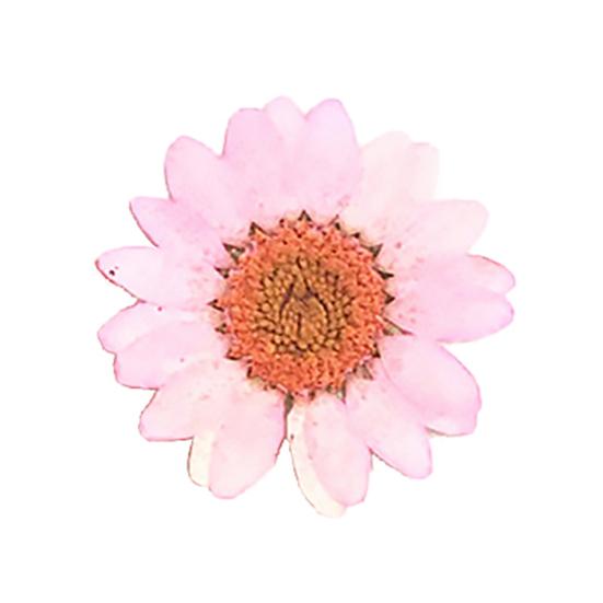 12 sztuk Prasowane Suszone Naturalne Kwiaty Żywica Epoksydowa Crafting Paznokci DIY Dekoracja Telefonu