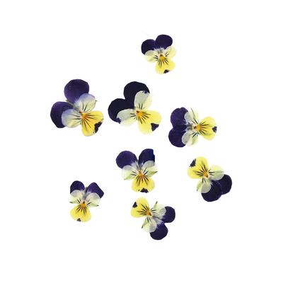 12 Pièces Artisanat Style Simple Faire Accessoires Maquillage Ornement Artisanat Fleurs Pressées Bijoux Décor Accessoire