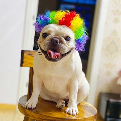 Pelucas para Mascotas Accesorios de Cosplay Divertidos Perros Gatos Travestismo Pelo Sombrero Disfraces Accesorios para la Cabeza Para Halloowen Navidad Suministros para Mascotas