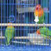8Pcs Bird Fruit Fork Feeder Plastic Parrot Food Holder Secure Snack Clip for Cage Easy Cleaning Versatile Vegetable Feeding Tool
