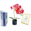 Simulated Potted Phalaenopsis Artificial Flower Desktop Ornament Decoration