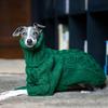 Christmas Green Dog Sweater Autumn Turtleneck Thickened Pet Sweater Italian Greyhound Whippet Two-legged Knitted Dog Clothes