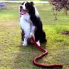 Twist Rope Large Dog Leash + Lead (Red + Black)