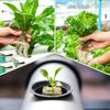 Rock Wool Starter Plugs Rock Wool Grow Cubes Seed Starters Planting Cubes Hydroponics Cuttings Garden Plant Propagation Grow