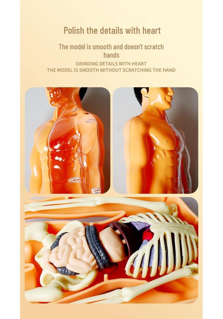 Children's STEM Educational Human Skeleton Model Toy