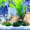 Silicone Fish Coral Feeding Tool Acrylic Coral Dispensing Feeder Coral Feeding Tube  Fish Tank