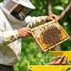 Beehive Frame Holder, Bee Hive Stand, Metal Beehive Frame Perch, Beekeeping Beehive Inspection Bracket, Bee Hives Boxes Starter Kit for Beekeeping