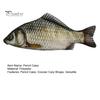 Interesting School Gift for Friends Realistic Crucian Carp Pencil Case, 3D Bionic Fish Shape Stationery Funny Case Pouch, Large Capacity Zippered
