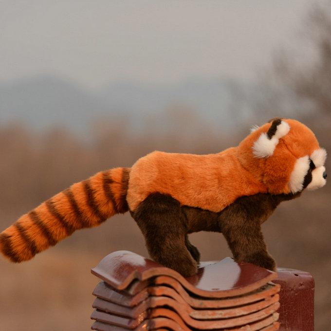 Cute Lifelike Raccoon Plush Toy Doll Wild Animal Models Children's Day Gift