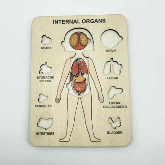 Cognition Easy To Assemble Fun Smooth Surface Boys Girls Anatomy Play Set Wooden Jigsaw Board Puzzle