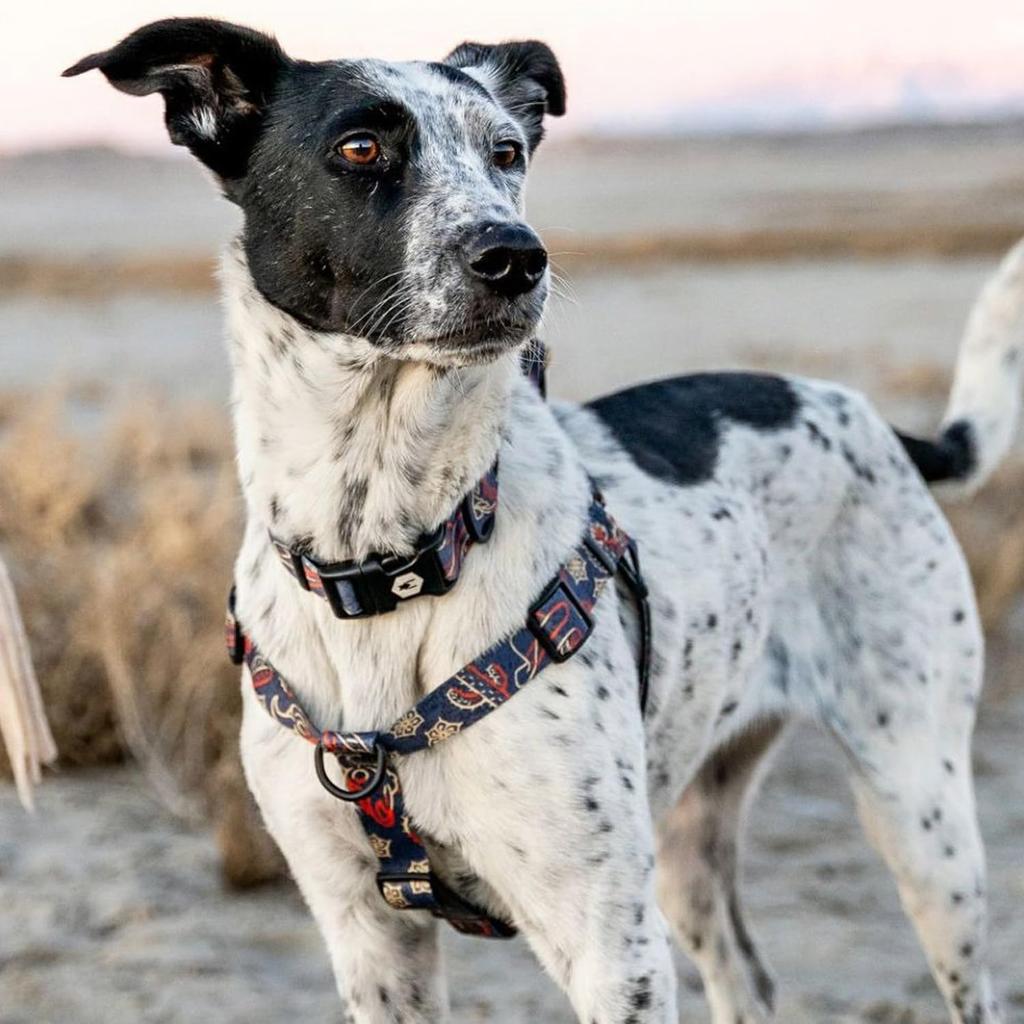 WOLFGANG Dawn Patrol Geschirr (M-Größe) 1,6 cm breit x 40-61 cm Brustumfang [Geschirr für mittelgroße Hunde]