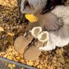 Sapatos fechados – Sapatos fechados