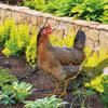 Chicken Garden Stakes Ornaments Rooster Hen Lawn Insert Signs Outdoor Decoration Animal Sculpture Statue Yard Signs