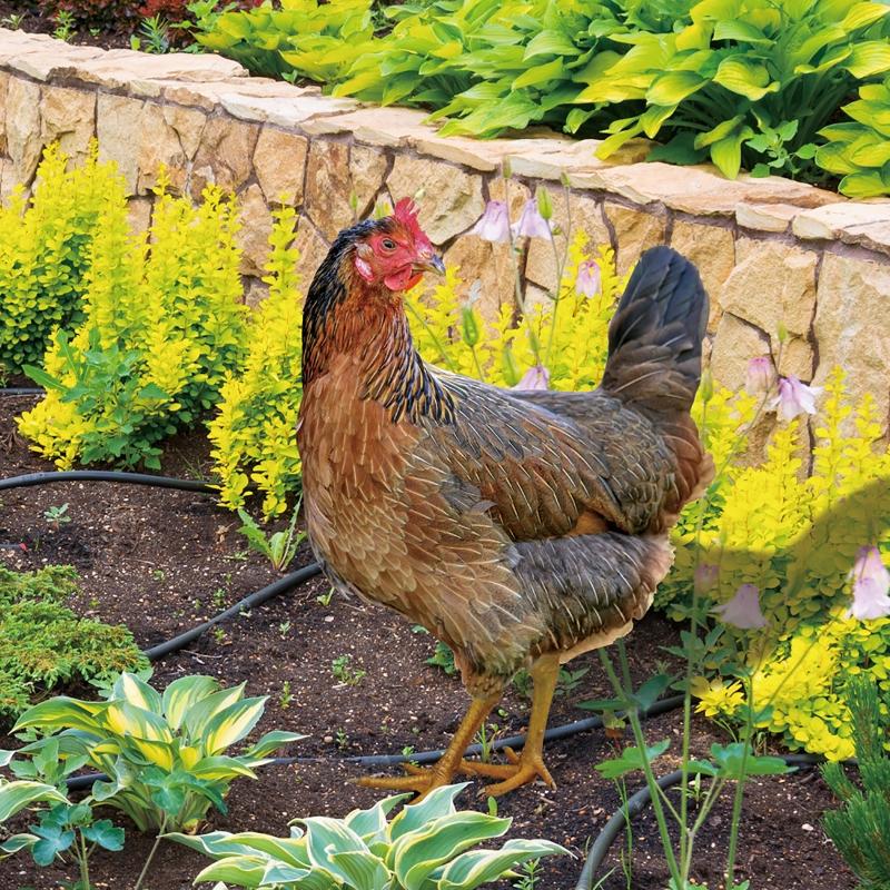 Chicken Garden Stakes Ornaments Rooster Hen Lawn Insert Signs Outdoor Decoration Animal Sculpture Statue Yard Signs