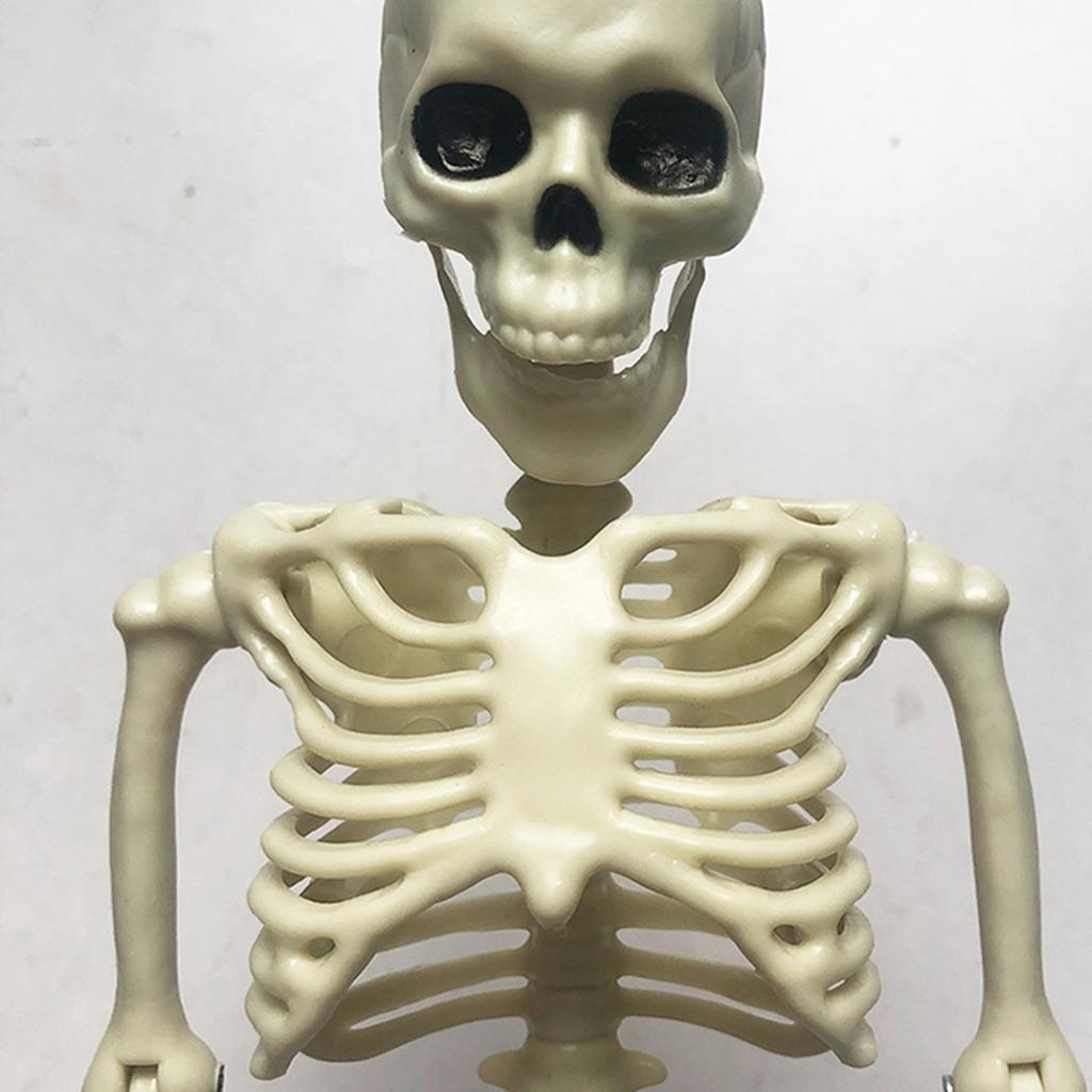 40cm Plastic Human Skeleton Model with Movable Joints for Halloween Decoration and Teaching Display