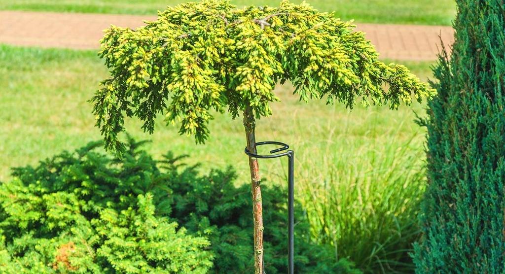 KADAX Kwietnik Stojak Obejma Podpora Stal Na Róże