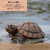 [S.T.S.G] Tortoise Figurine, Garden Ornament, Realistic Decor, Perfect for Gardening, Home Decor, or as a Gift (Large Tortoise (Medium))