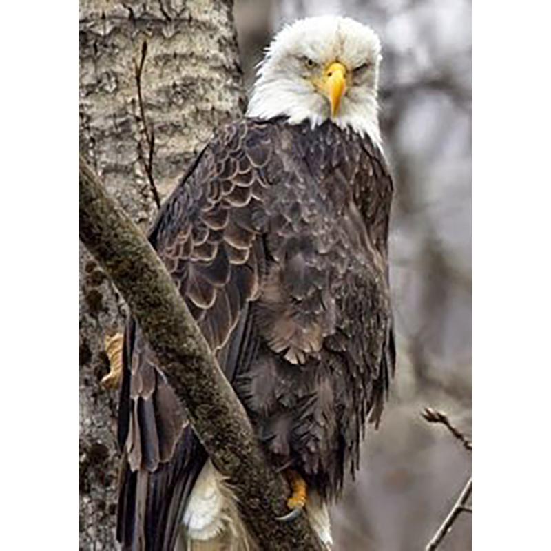 5D Diamond Painting Full Round Drill Owl Eagle Cross Stitch Animals Rhinestones Mosaic Diamond Embroidery Wall Art Home Decor