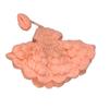 @ Indian Traditional Woolen Dress With Cap Peach Color For Laddu Gopal S347 Zr729-60%Off