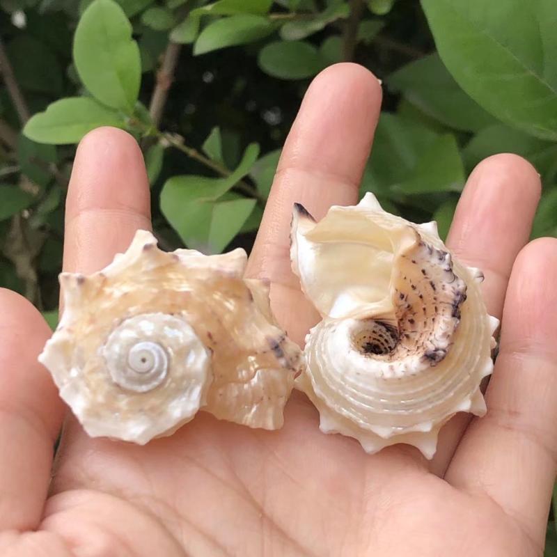 Eremitkräfta Ersättning & Snäcka Naturliga Snäckskal för Akvariumdekor