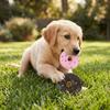 2PCS Premium Latex Latex Dog Donut Multi Color Donut Shaped Squeaky Pet Donut Soft Texture Squeaky Interactive Dog