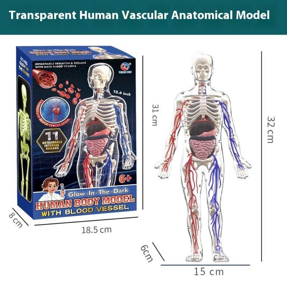 DIY Human Body Anatomy Model Kit - Educational Toy for Kids To Assemble Organs, Skeleton & Muscles