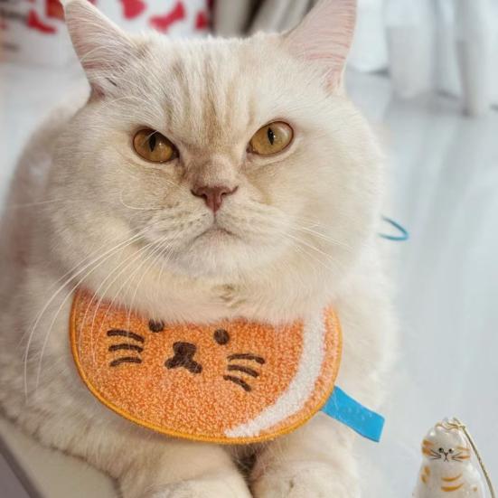 Cat Hair Storage Bottle Transparent Pet Fur Keepsake Keychain for Collecting Cats Dogs Hair Pet Memorial Gift