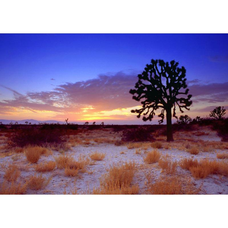 California Scenery Poster: Free Shipping in USA - Ideal for Dorm, Bedroom, Living Room, Bar, or Cafe Decor