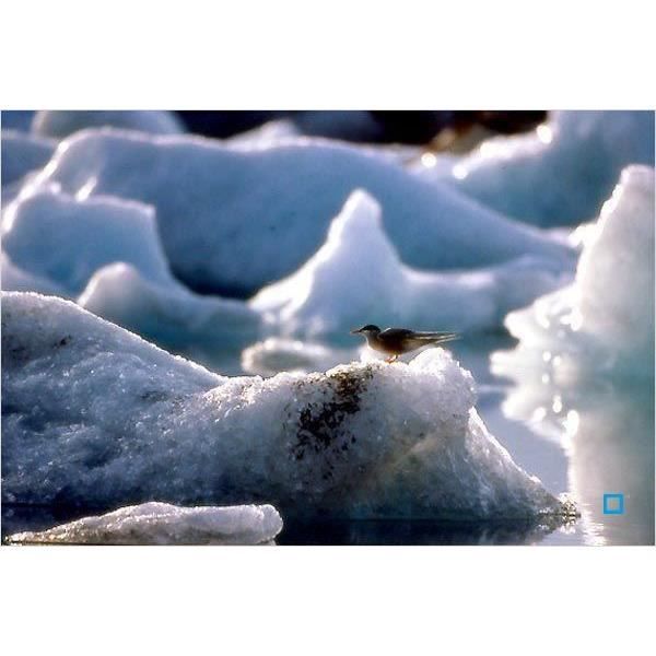 Blu-ray le peuple migrateur