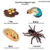 Montessori Cognitive Models: Sea Turtle, Hen, Frog, Snail, Butterfly, Bee Growth Cycle Toys