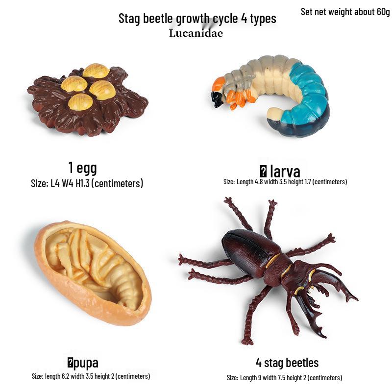 Montessori Cognitive Models: Sea Turtle, Hen, Frog, Snail, Butterfly, Bee Growth Cycle Toys