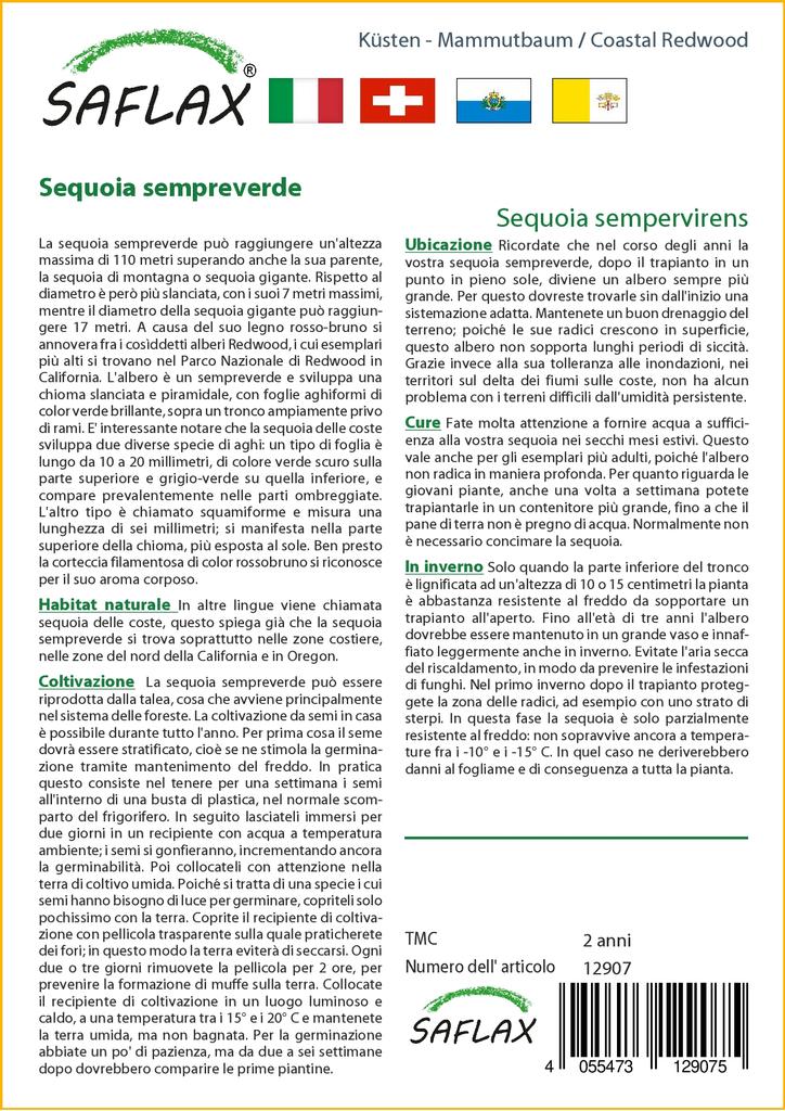 SAFLAX Pobřežní sekvoje - 50 semen - Se substrátem pro lepší pěstování - Sequoia sempervirens
