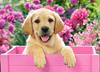 Puzzle 300 B-030071 Labrador Welpe in Rosa Schachtel