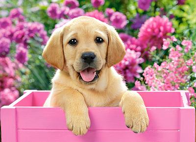 Puzzle 300 B-030071 Labrador Puppy In Pink Box