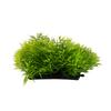 Aquarium Fish Tank Accessories Decor Green Grass Artificial Plastic Water Plant
