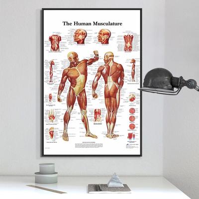 Affiche du système musculaire anatomique Tableau d'anatomie du corps humain Toile éducative médicale pour la décoration scolaire