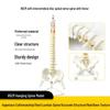 Adult 1:1 Human Spine Model for Chiropractic Practice - Cervical, Lumbar, and Skeleton Display