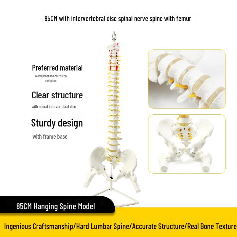 Adult 1:1 Human Spine Model for Chiropractic Practice - Cervical, Lumbar, and Skeleton Display
