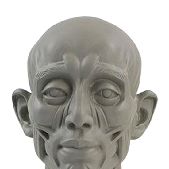 Generic Planar Head Model for Drawing Resin Skull Sculpture with Detailed Muscle Structure Art Study Tool for Sketching Anatomy Learning