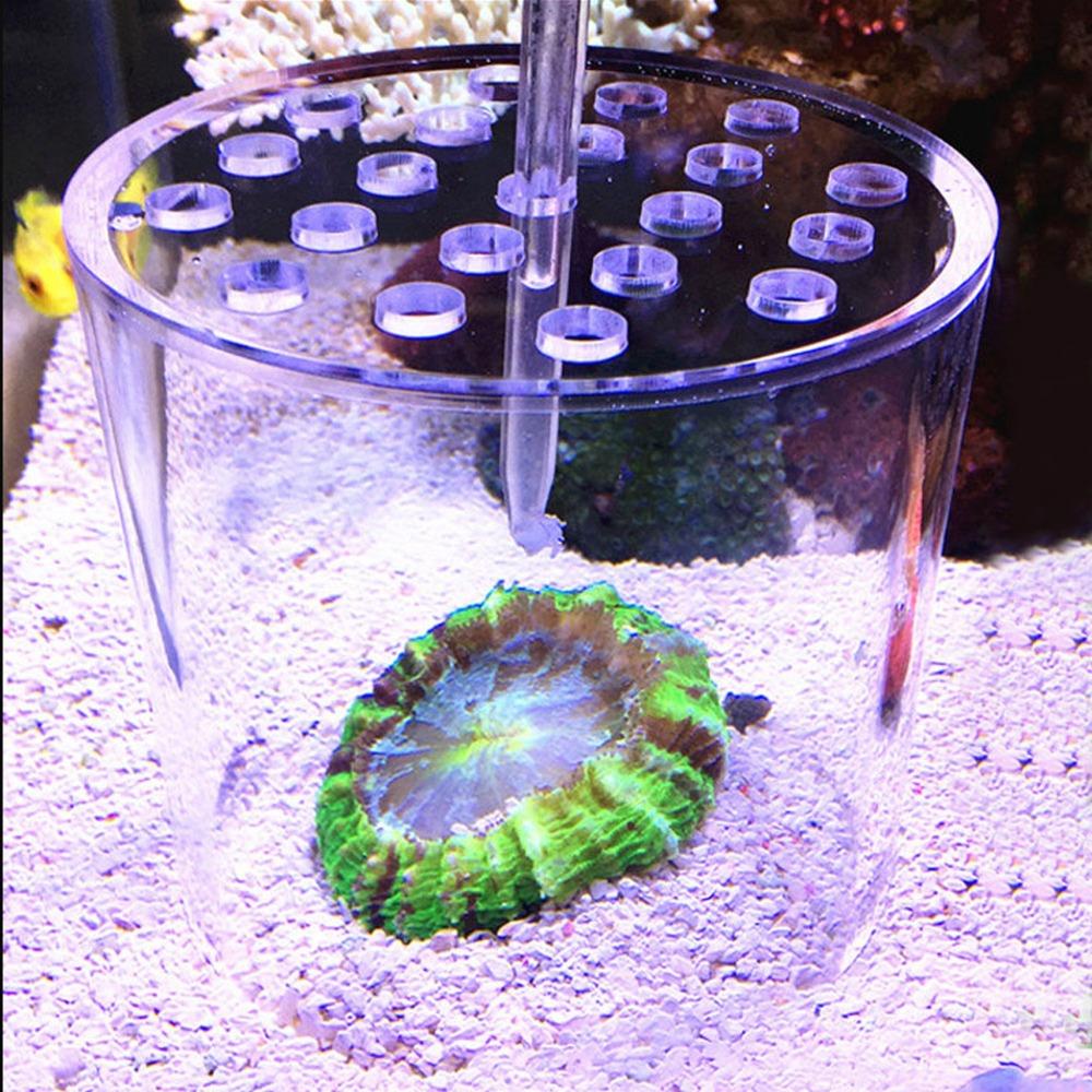 Acrylic Coral Feeder Cover Anti Feeding Shrimp Multiple sizes available Fish Tank Cover Transparent Breeding Protection Cover