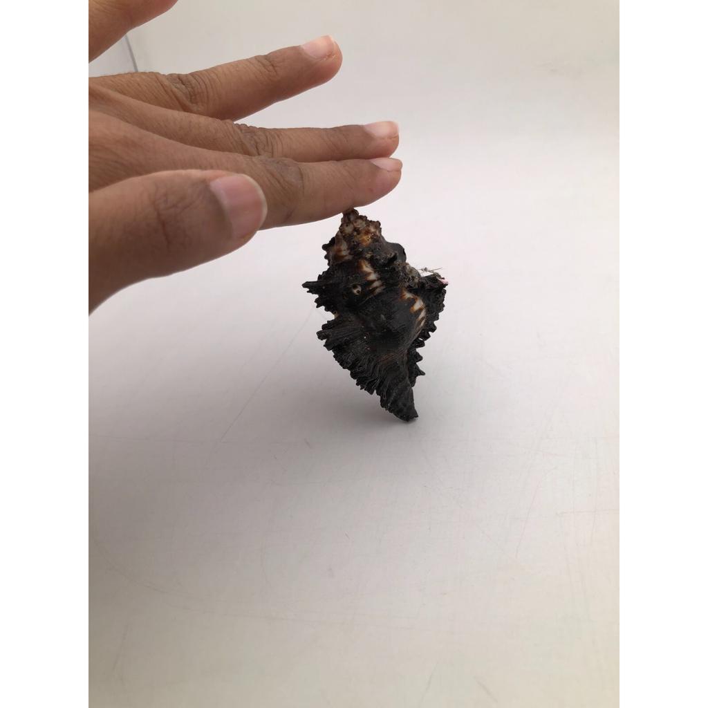 Natural Shani Sankh for Puja. 8 Cm JL286093830033