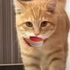 100/10 PIEZAS Pelotas de Juguete para Mascotas Interactivas Arcoíris Bolas de EVA Juguetes de Entrenamiento para Gatos Perros Bolas Suaves de Salto Automático Suministros para Jugar Mascotas